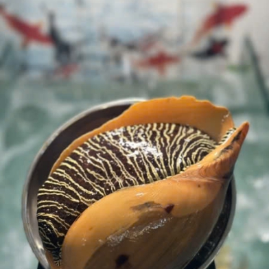 ỐC GIÁC VÀNG (THEO THỜI GIÁ)