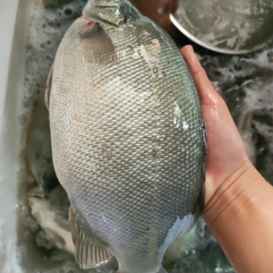 CÁ BẢO NGỌC-THEO THỜI GIÁ