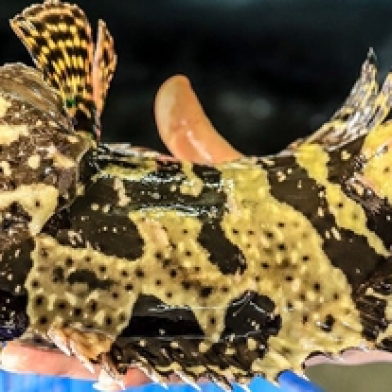 CÁ BÓNG MÚ-THEO THỜI GIÁ