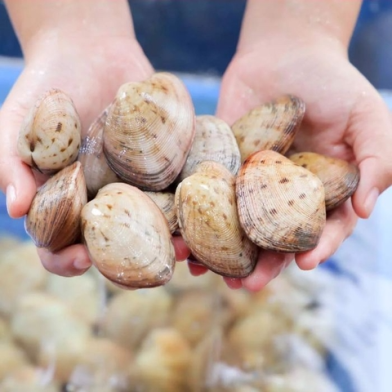 NGAO 2 CÒI-THEO THỜI GIÁ