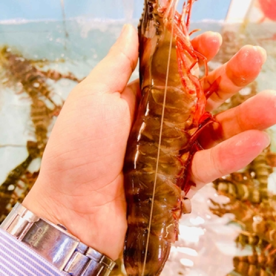TÔM SÚ BIỂN